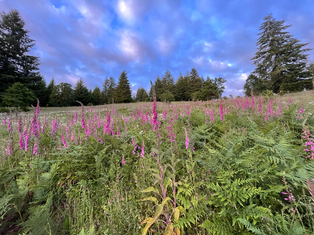 Foxglove at Fort Hoskins, OR