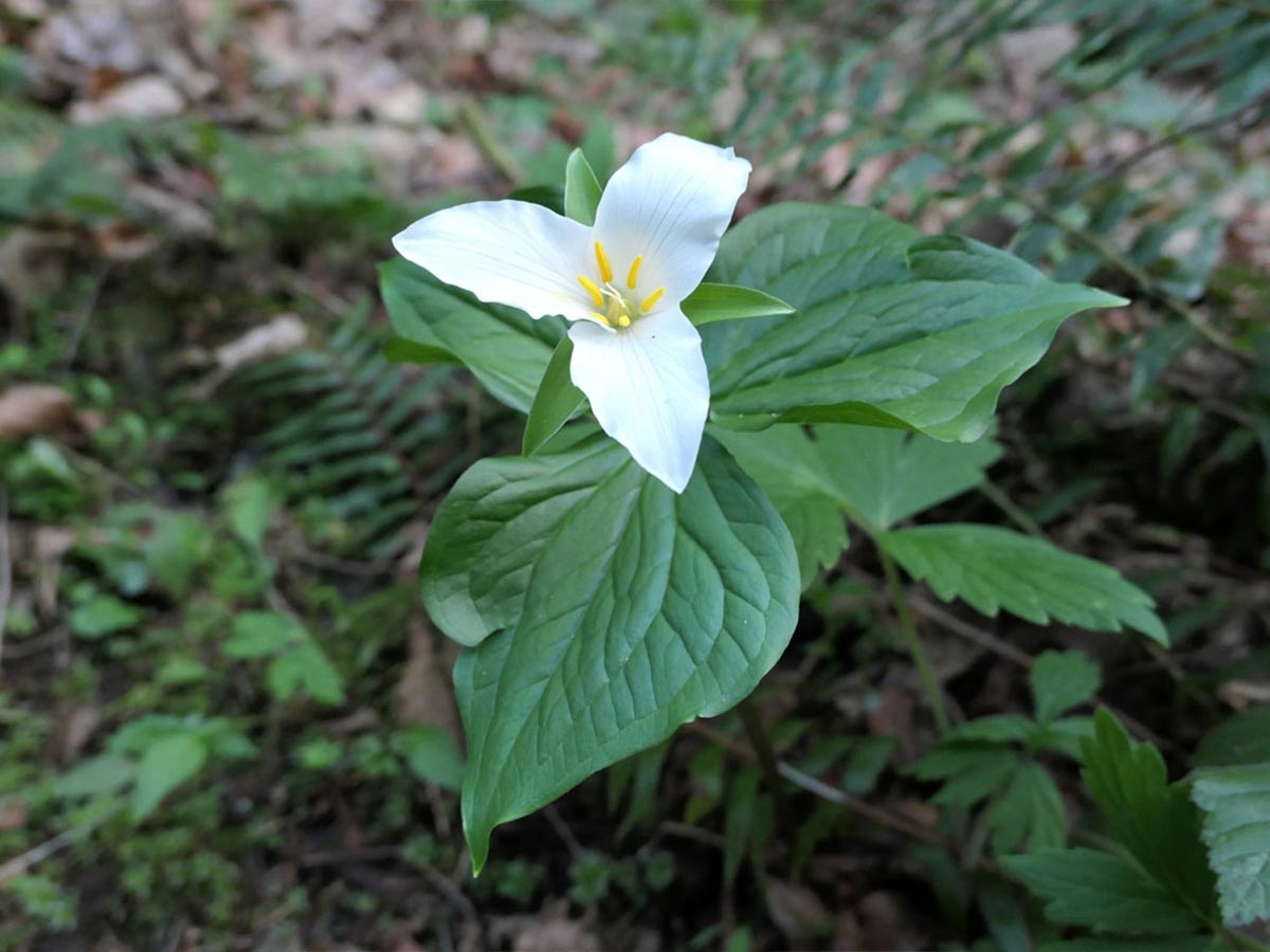 Trillium at Beazell Memorial Forest, OR